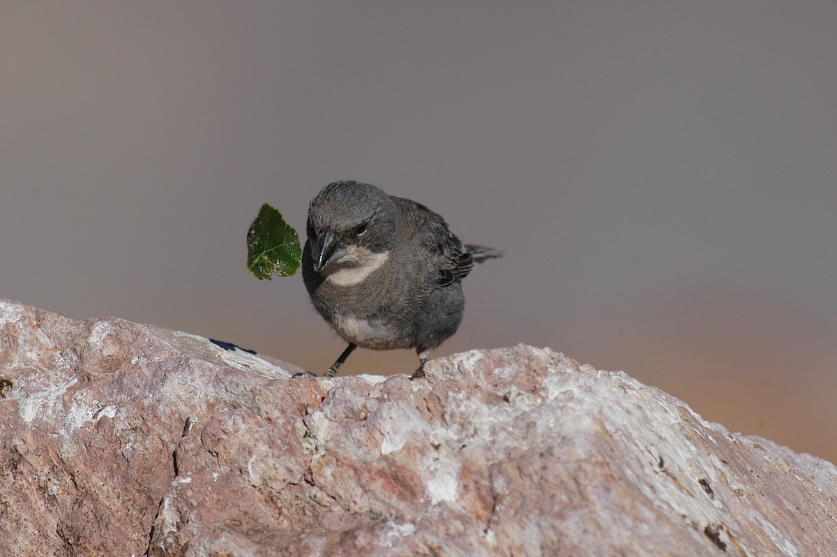 Diuca Finch - Etienne Artigau🦩