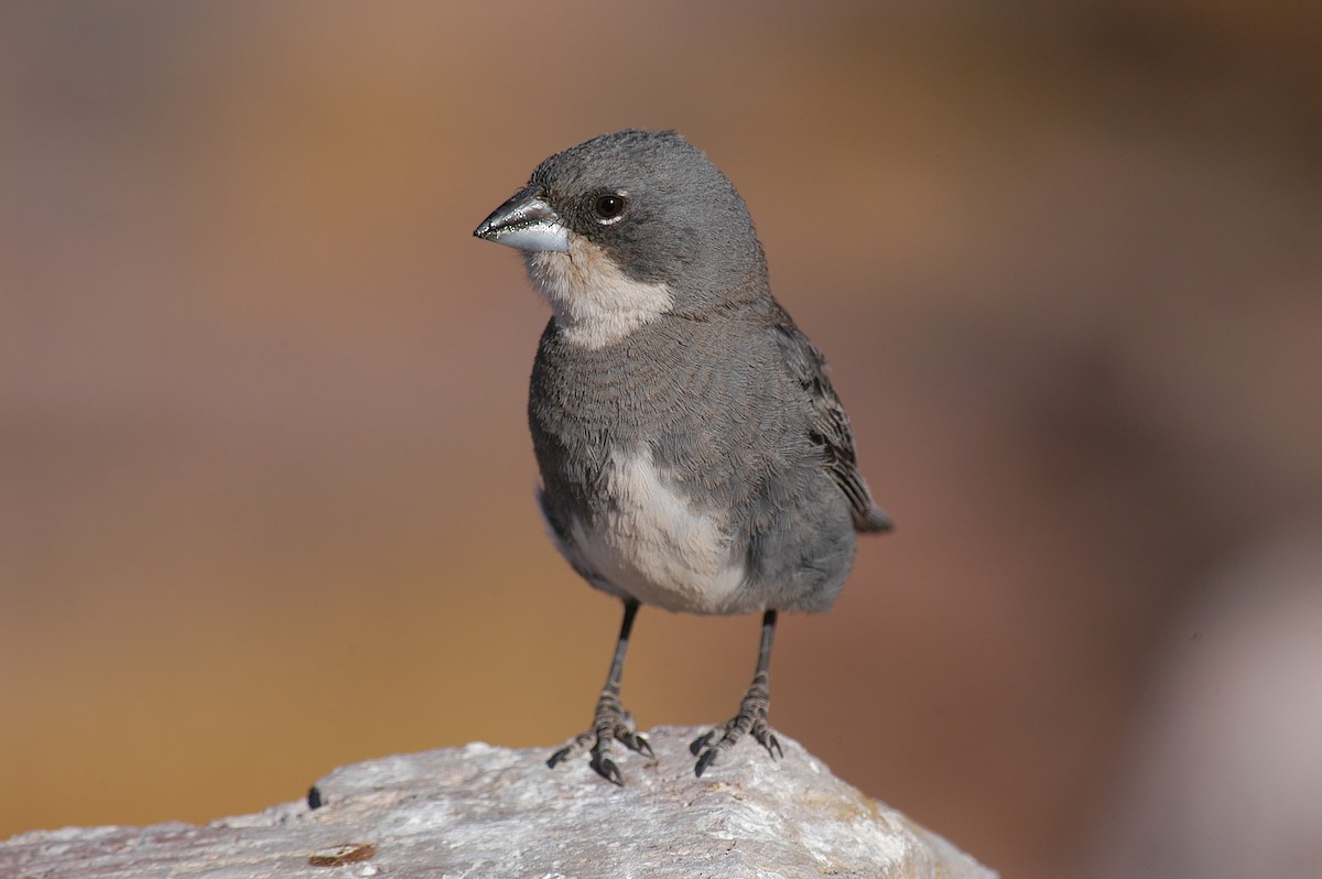 Diuca Finch - Etienne Artigau🦩