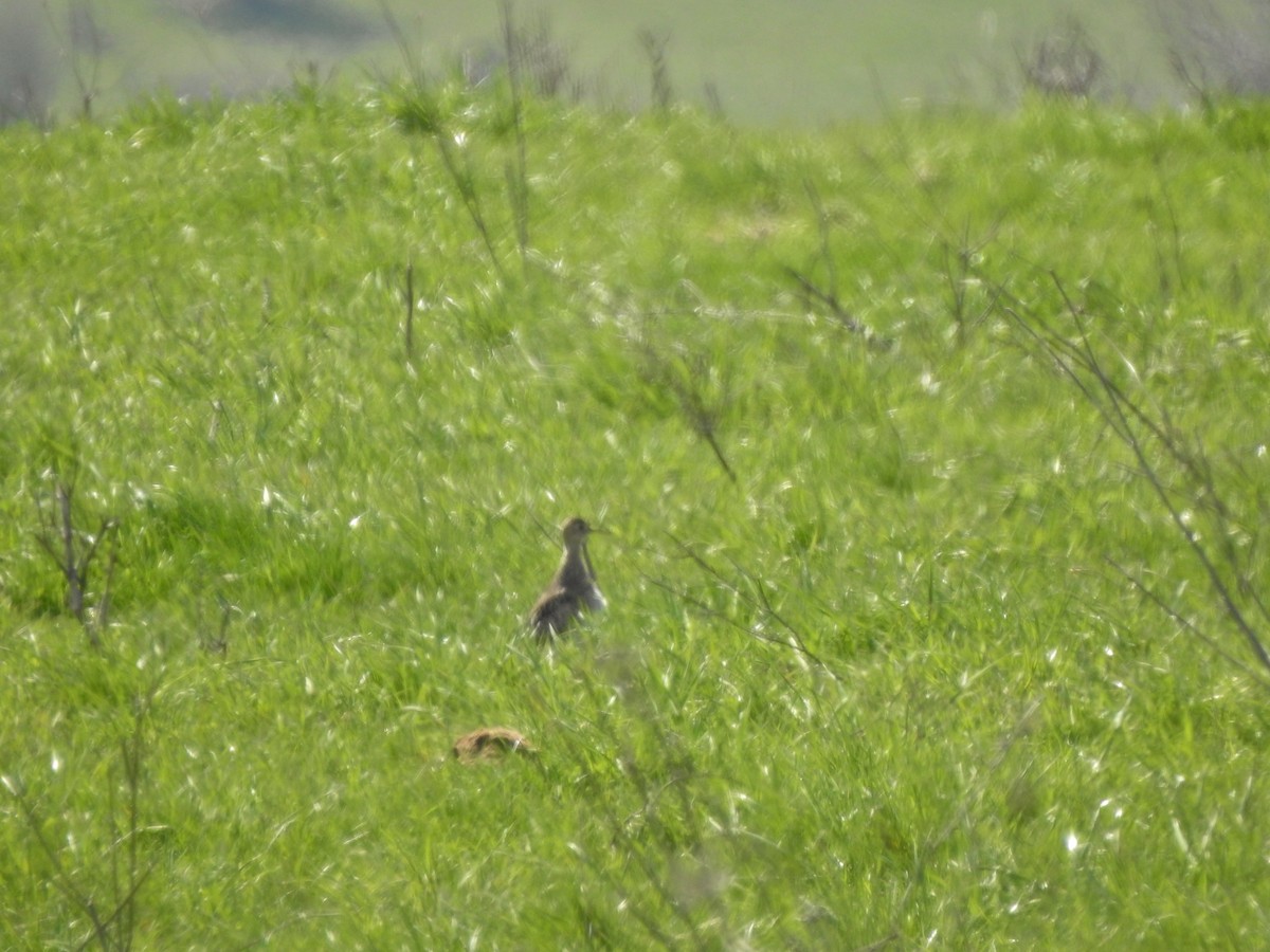 Upland Sandpiper - ML224912071