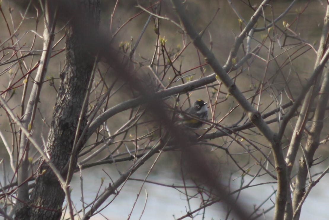 lesňáček žlutoskvrnný - ML224912151