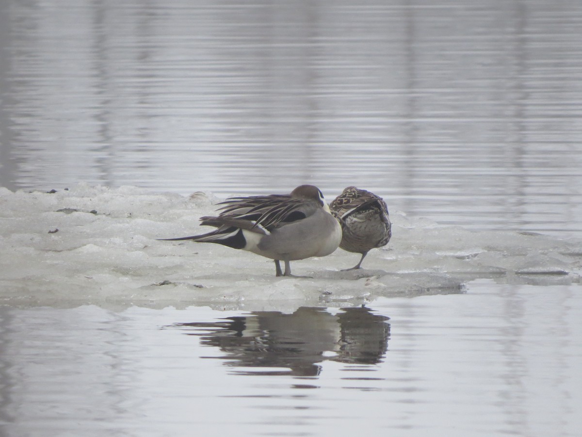 Northern Pintail - ML224913221