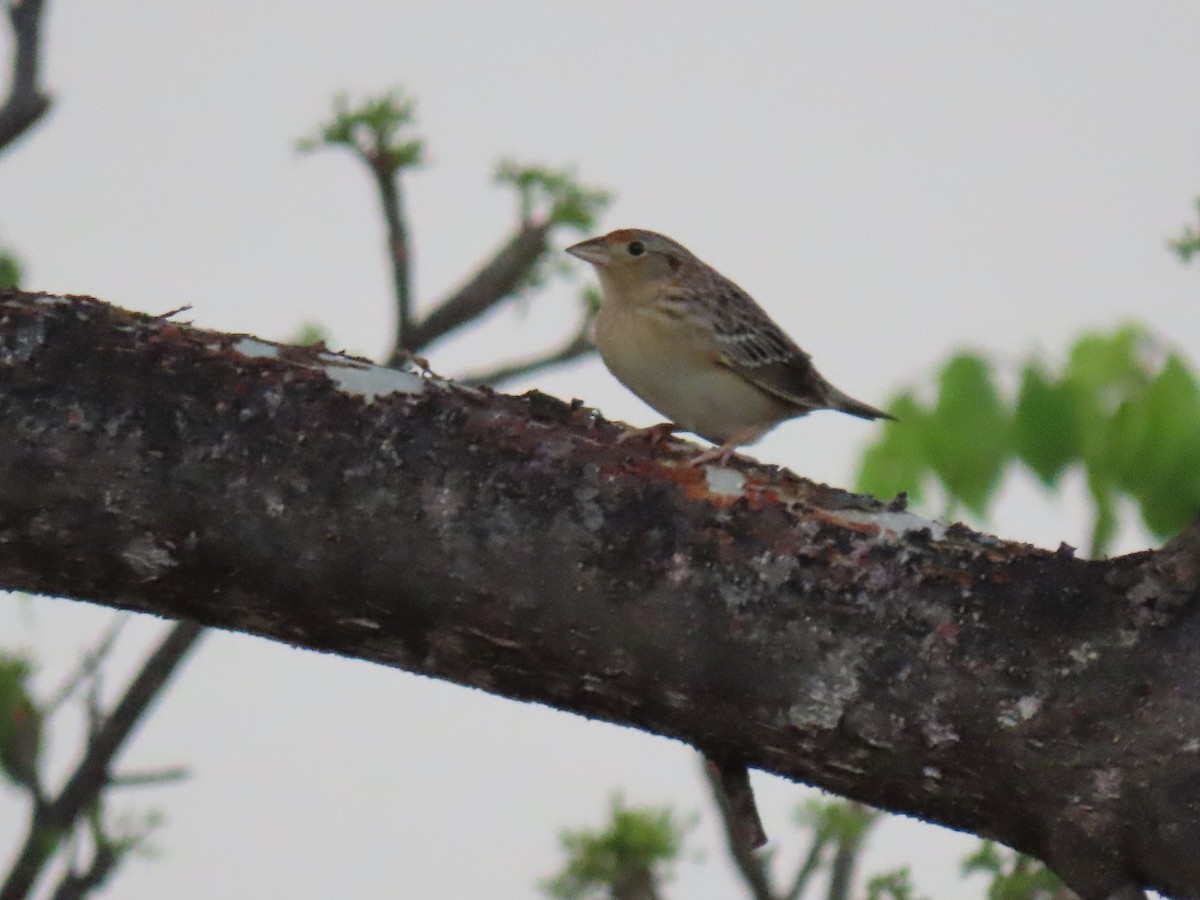Grasshopper Sparrow - ML224914521