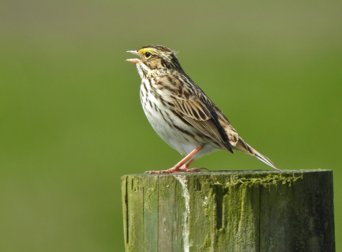 Savannah Sparrow - ML224914581
