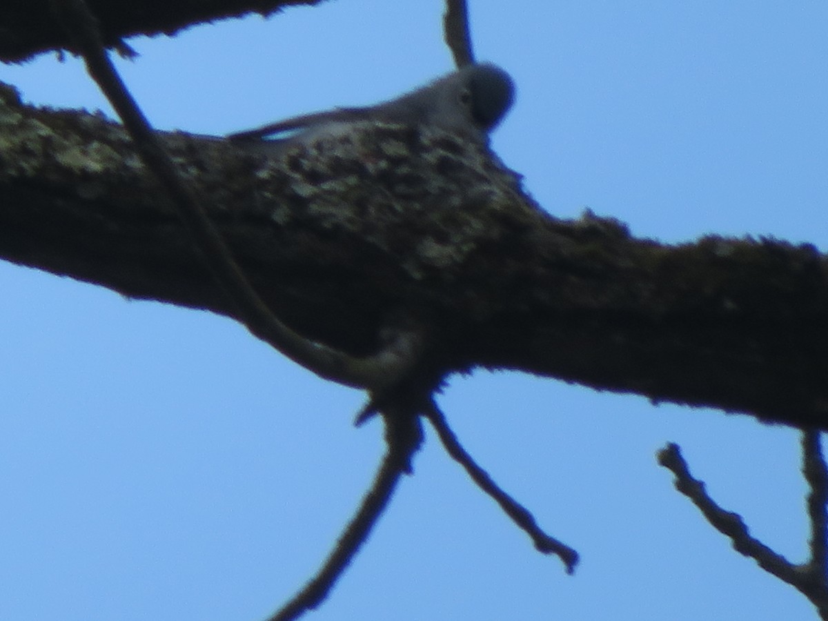 Blue-gray Gnatcatcher - ML224916471