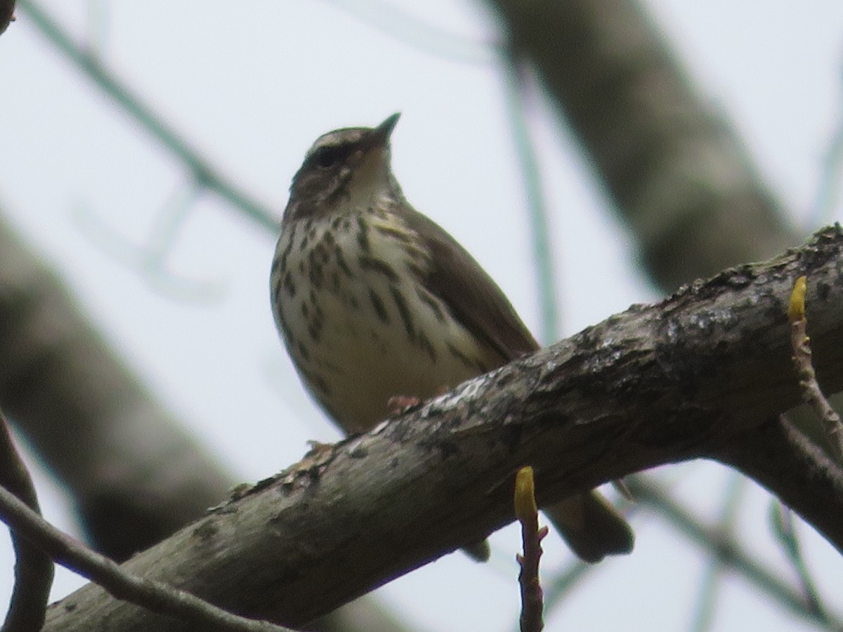 Louisiana Waterthrush - ML224916821