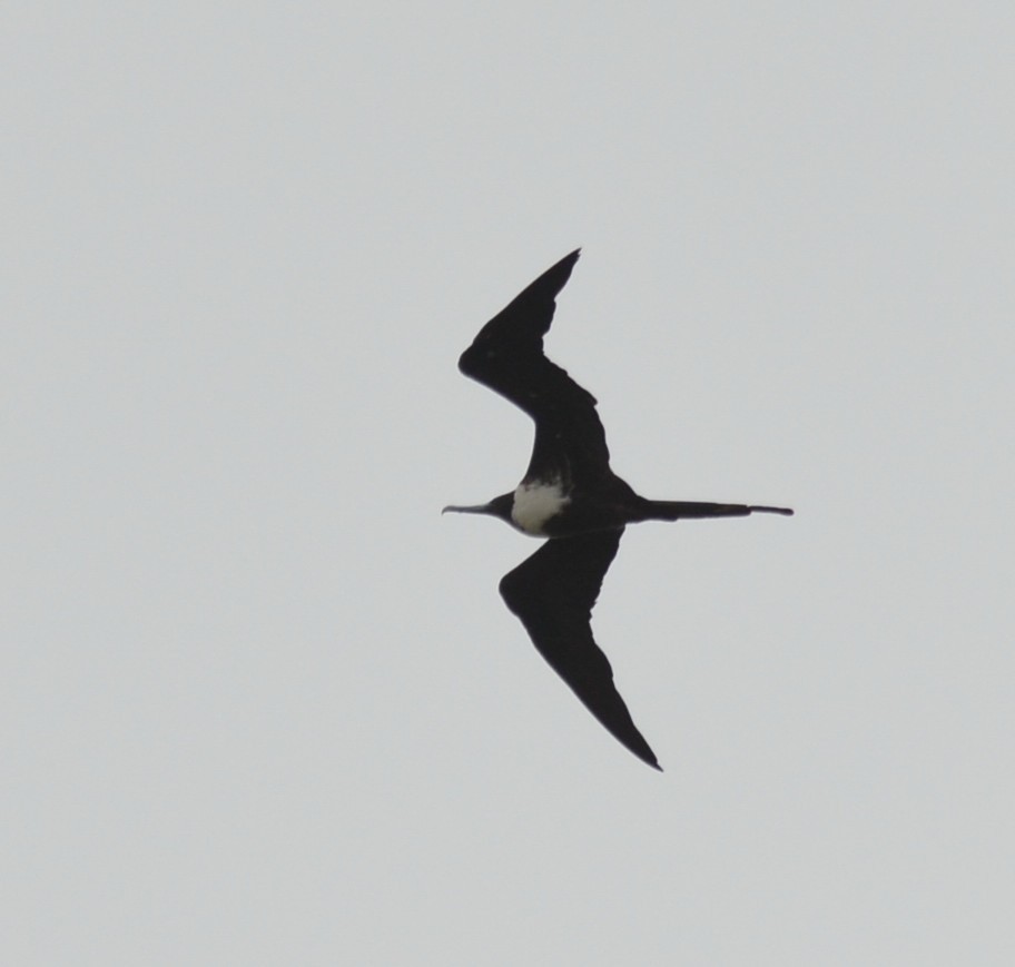 Magnificent Frigatebird - Eugenia Boggiano