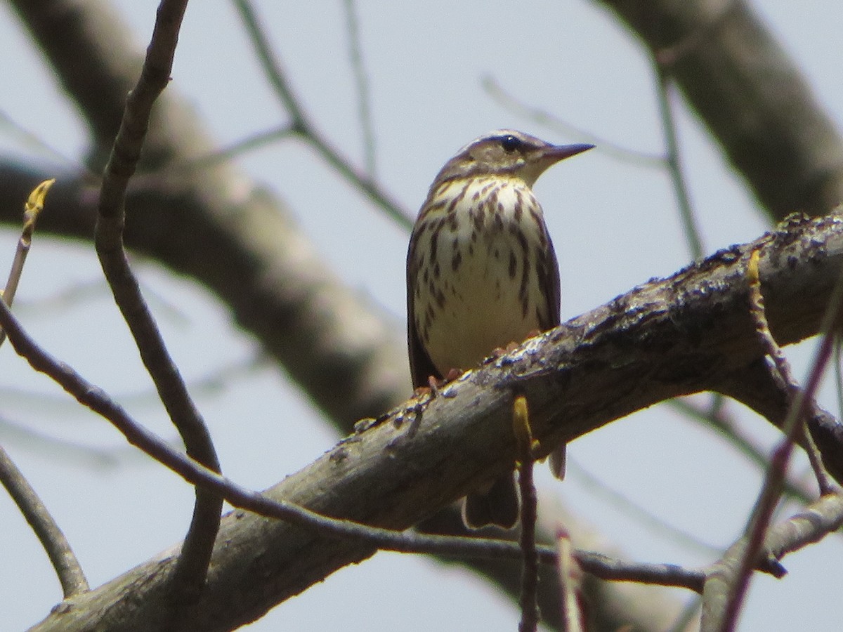 Louisiana Waterthrush - ML224917191