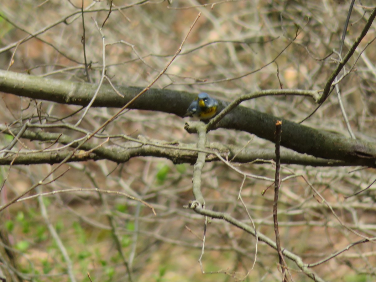 Northern Parula - ML224917221