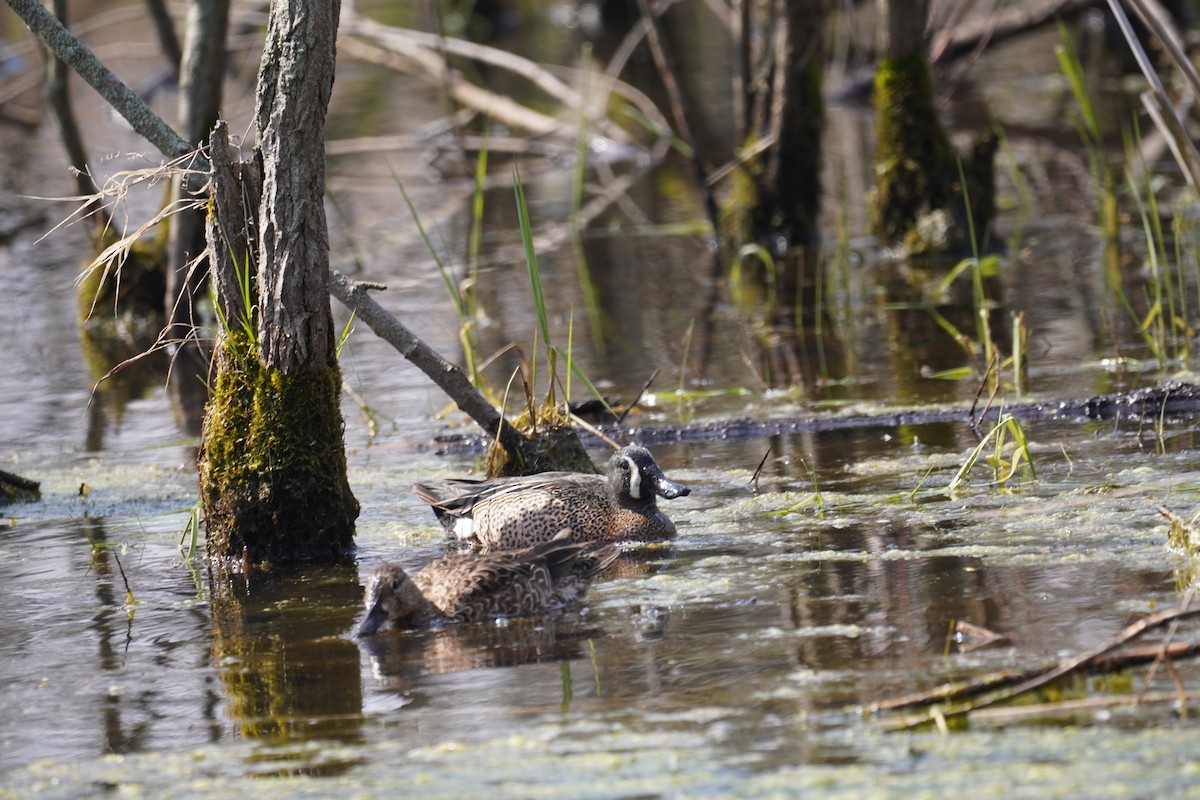 Blue-winged Teal - ML224917571