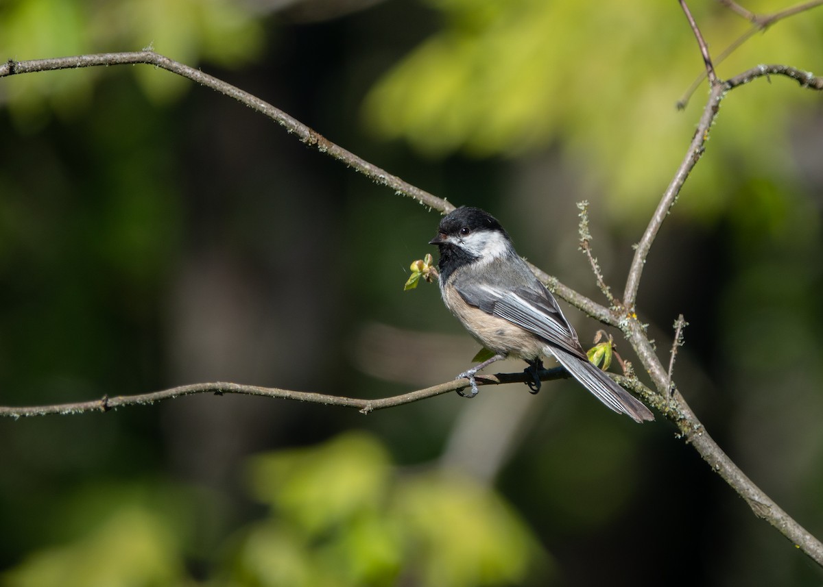 Black-capped Chickadee - ML224918461