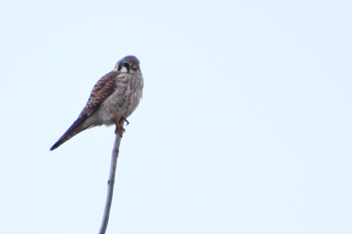 American Kestrel - ML224918971