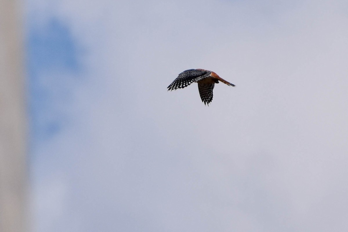 American Kestrel - ML224918991