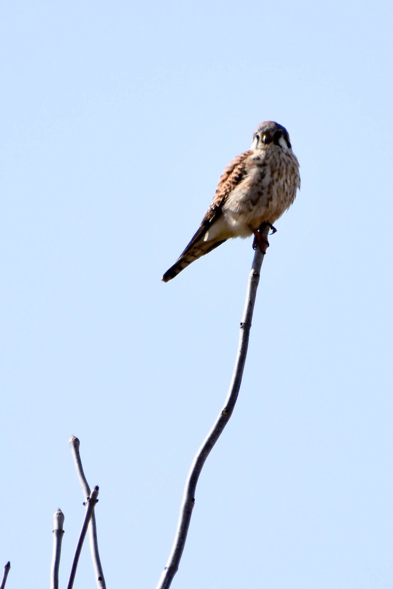 American Kestrel - ML224919031