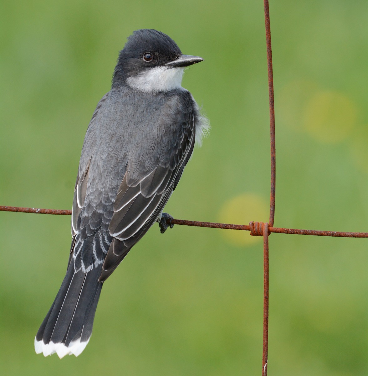 Eastern Kingbird - ML224921351