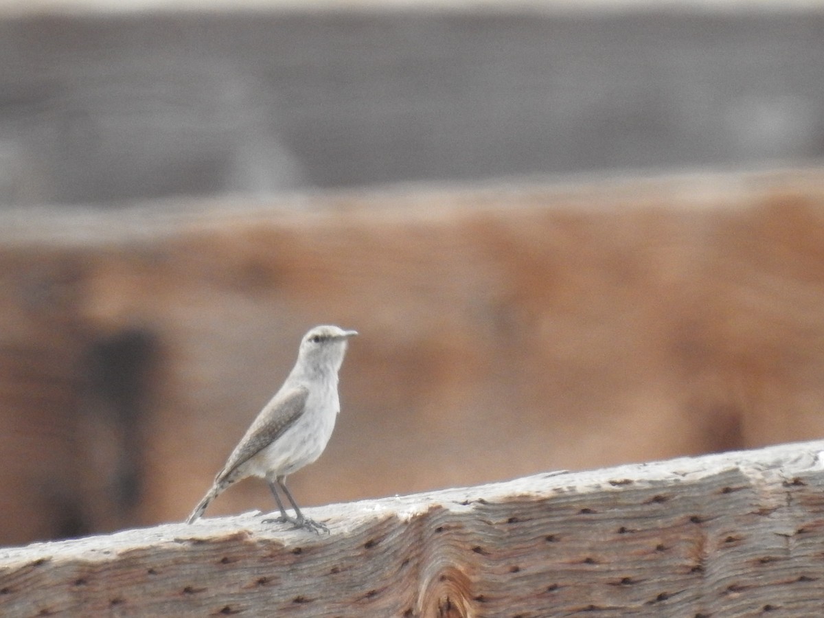 Rock Wren - ML224922041