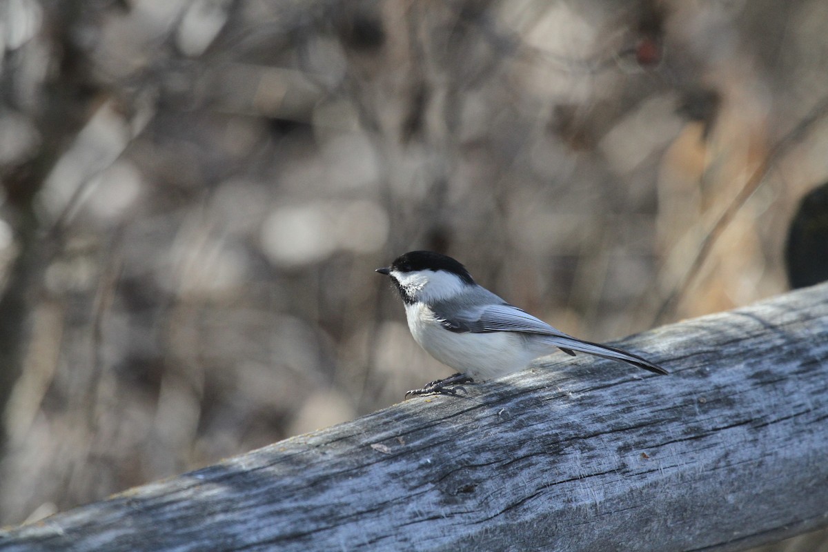 Black-capped Chickadee - ML224922801