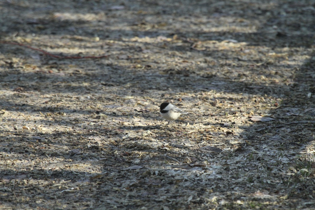 Black-capped Chickadee - ML224922811