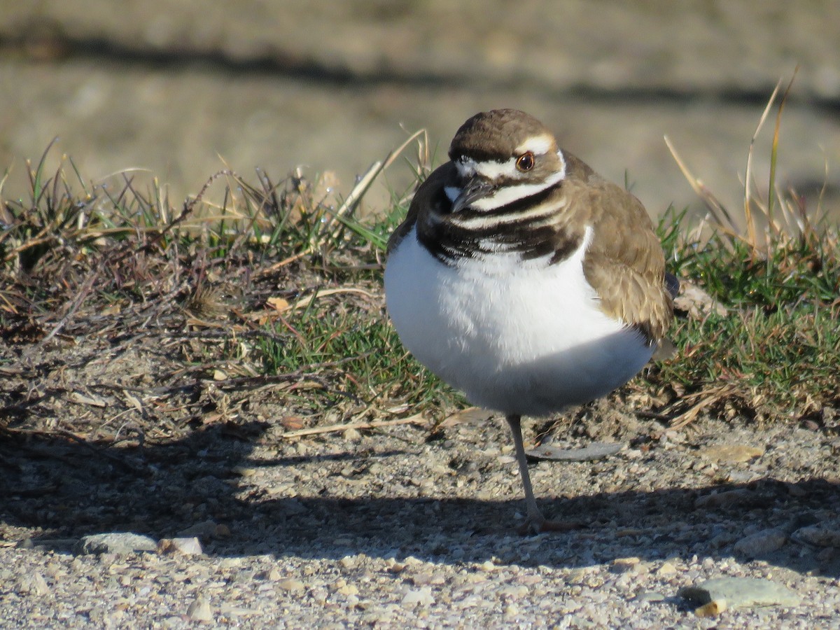 Killdeer - ML224923381
