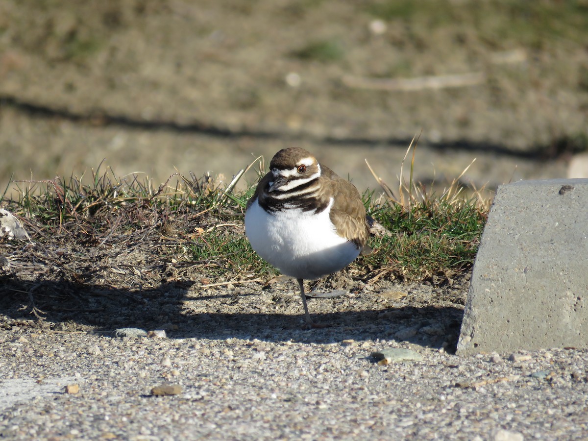 Killdeer - ML224923421