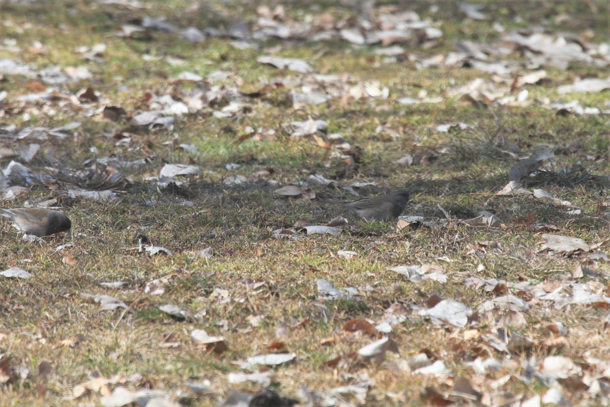 Dark-eyed Junco - ML224923661