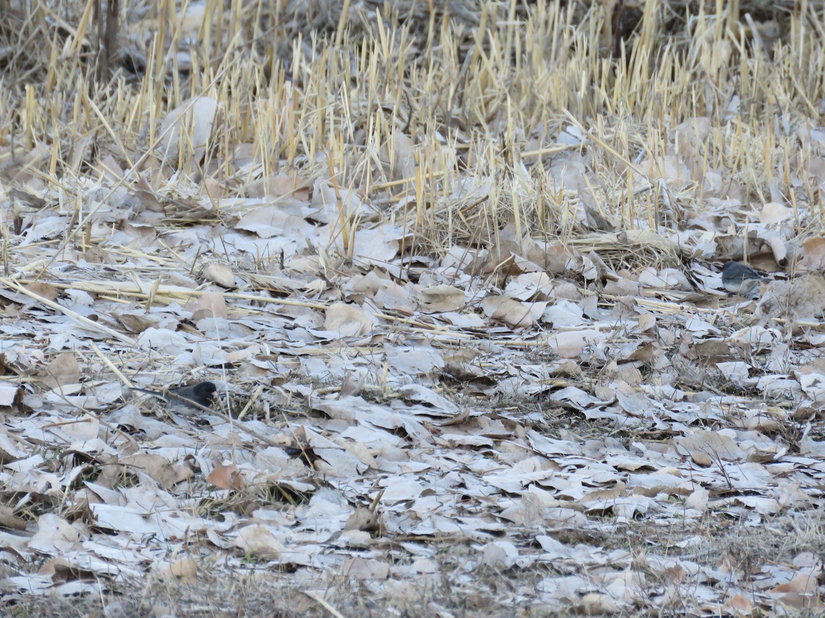 Dark-eyed Junco (Slate-colored) - ML224924061