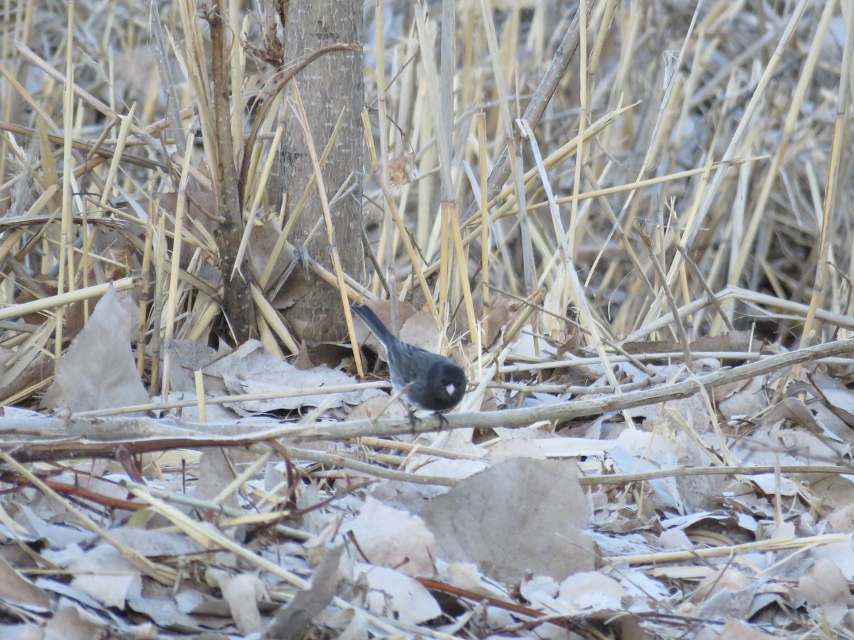 Dark-eyed Junco (Slate-colored) - ML224924071