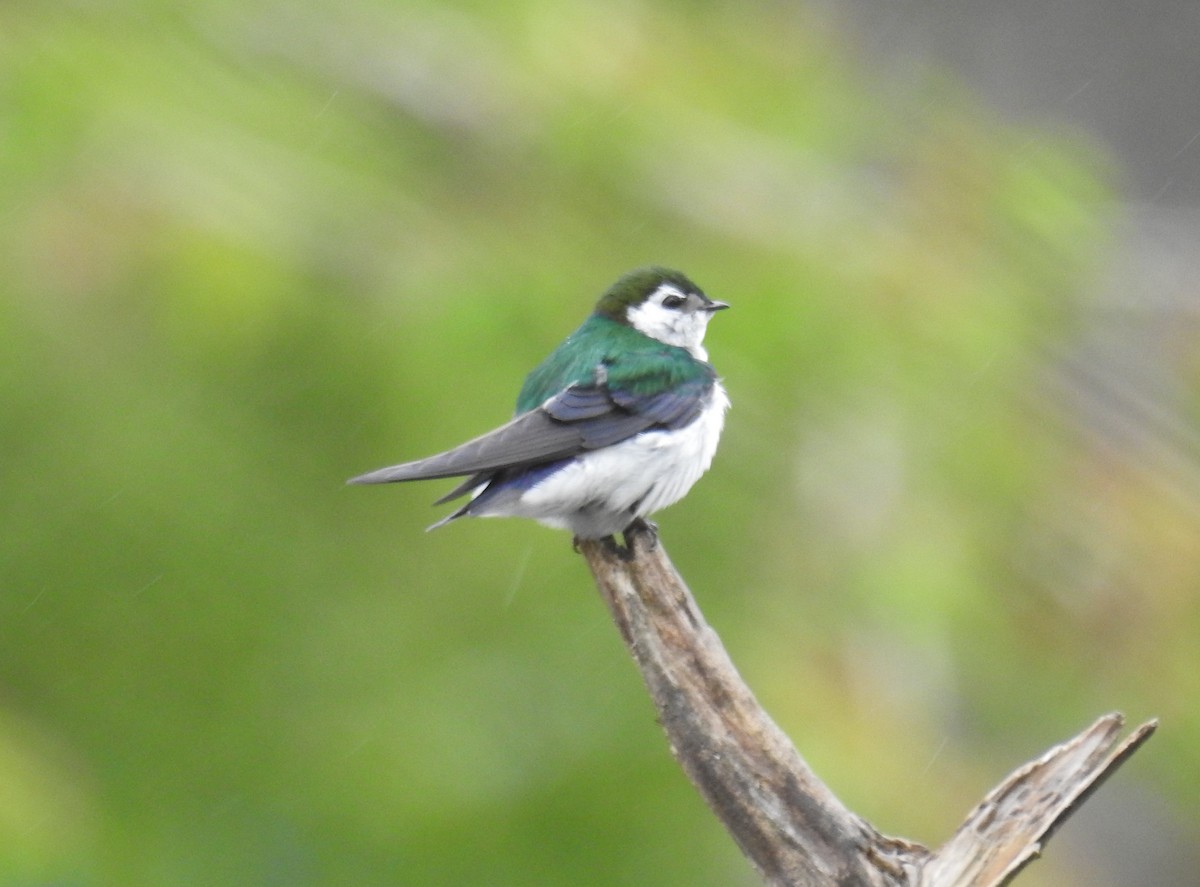 Violet-green Swallow - ML224925961