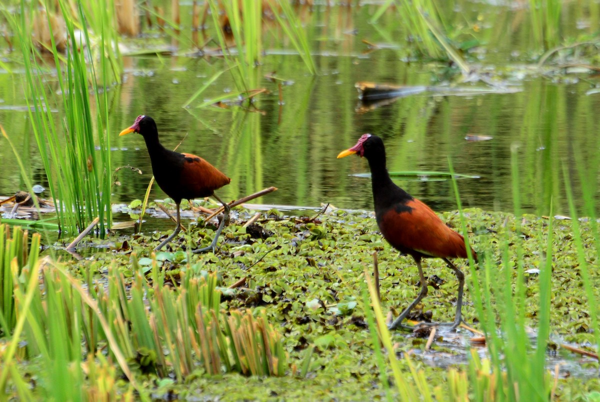 Wattled Jacana (Chestnut-backed) - ML22492651