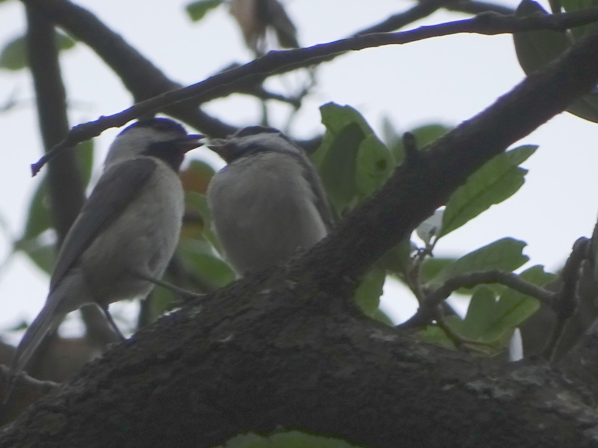 Carolina Chickadee - ML224926941