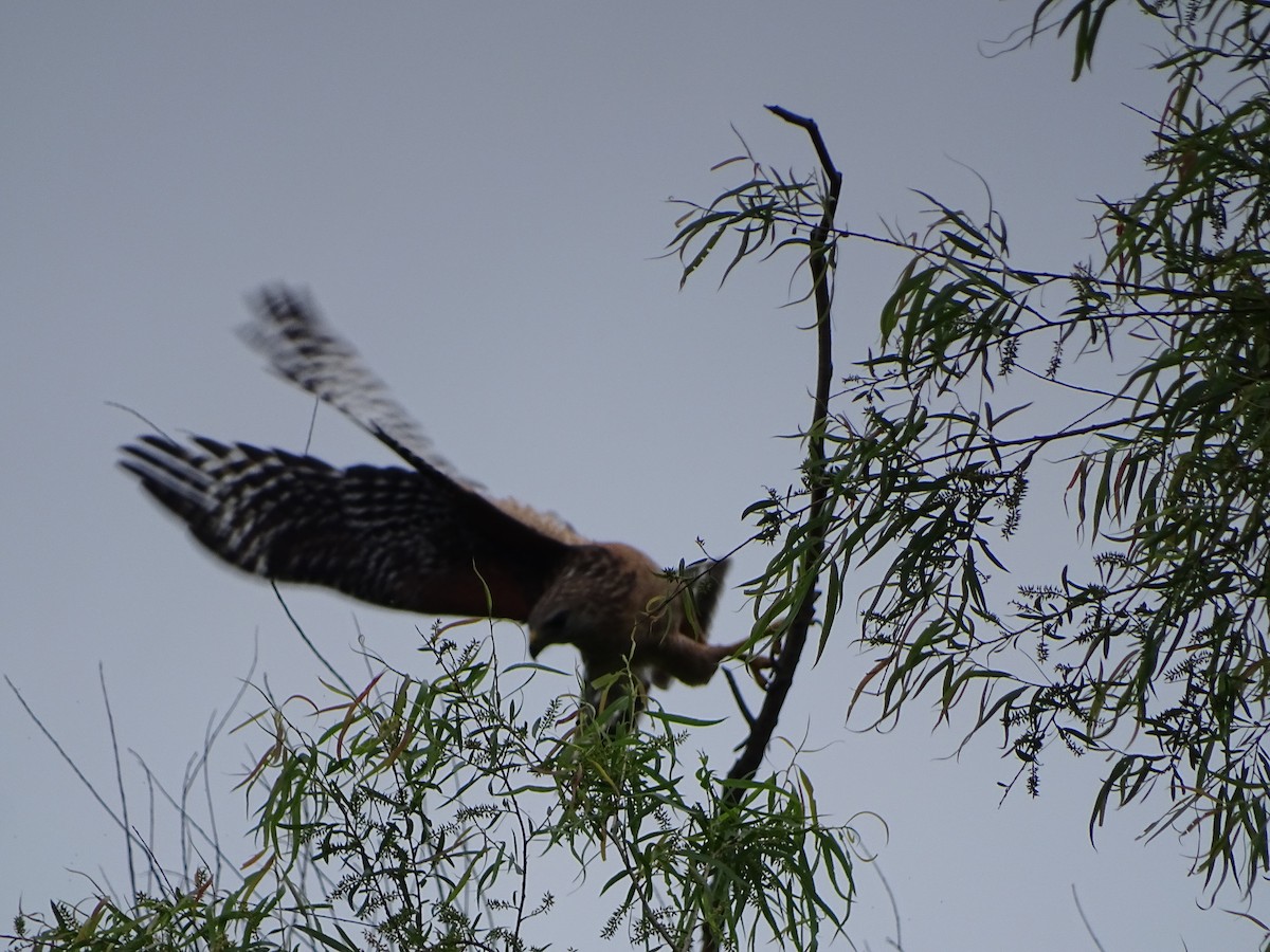 Red-shouldered Hawk - ML224927301