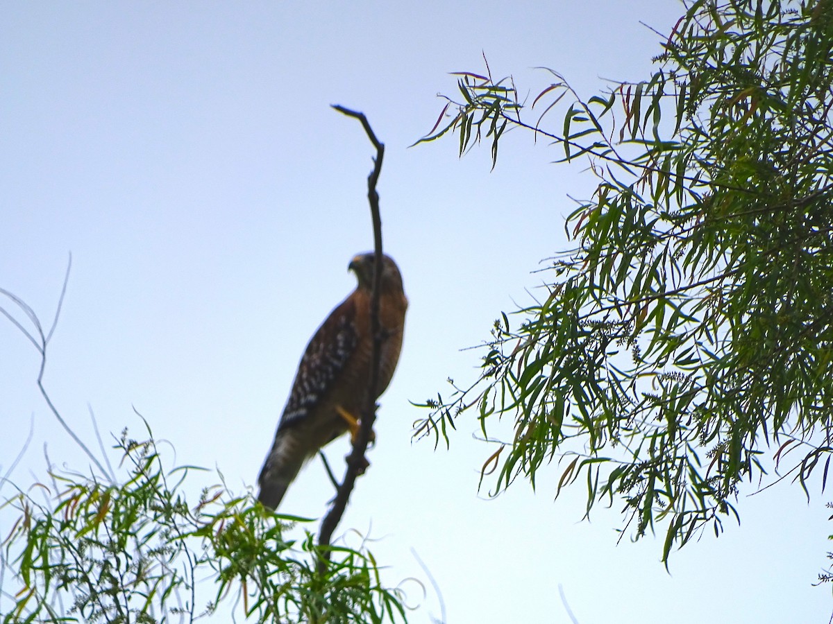 Red-shouldered Hawk - ML224927391