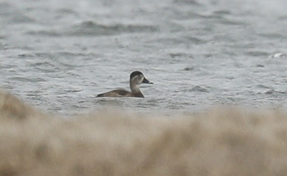 Ring-necked Duck - ML224927781