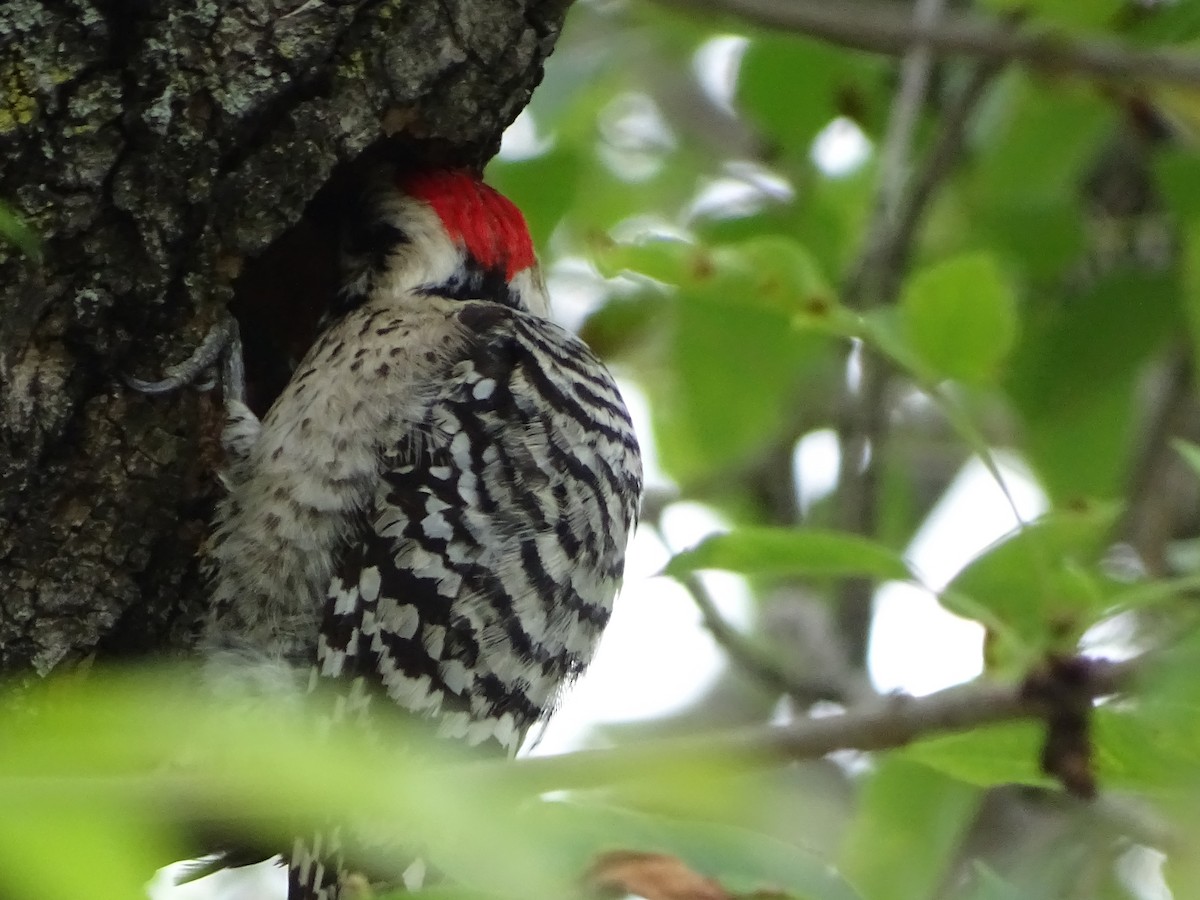 Ladder-backed Woodpecker - ML224928031