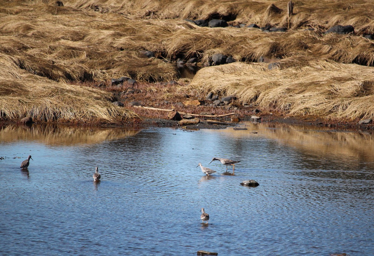 Lesser Yellowlegs - Melissa Dougherty :)