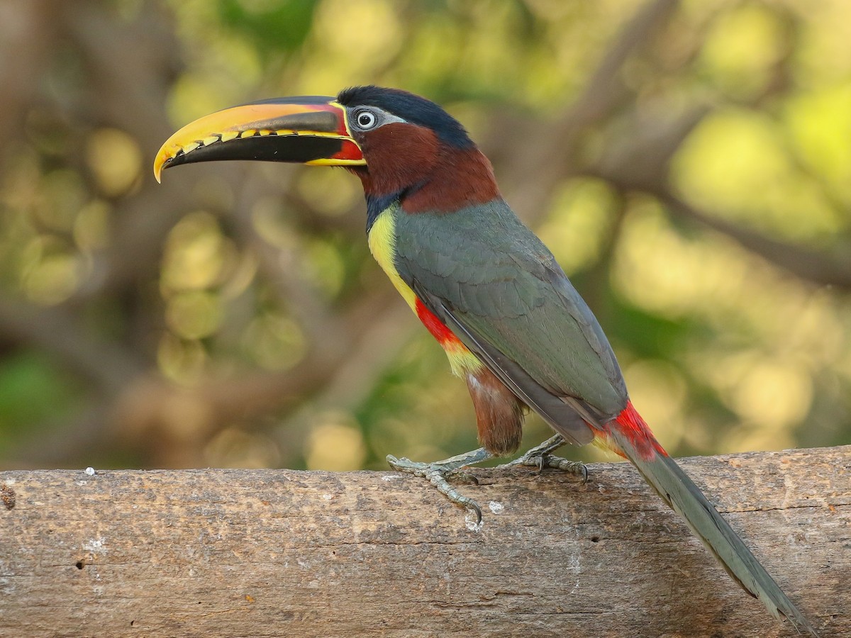 Chestnut-eared Aracari - ML224931111