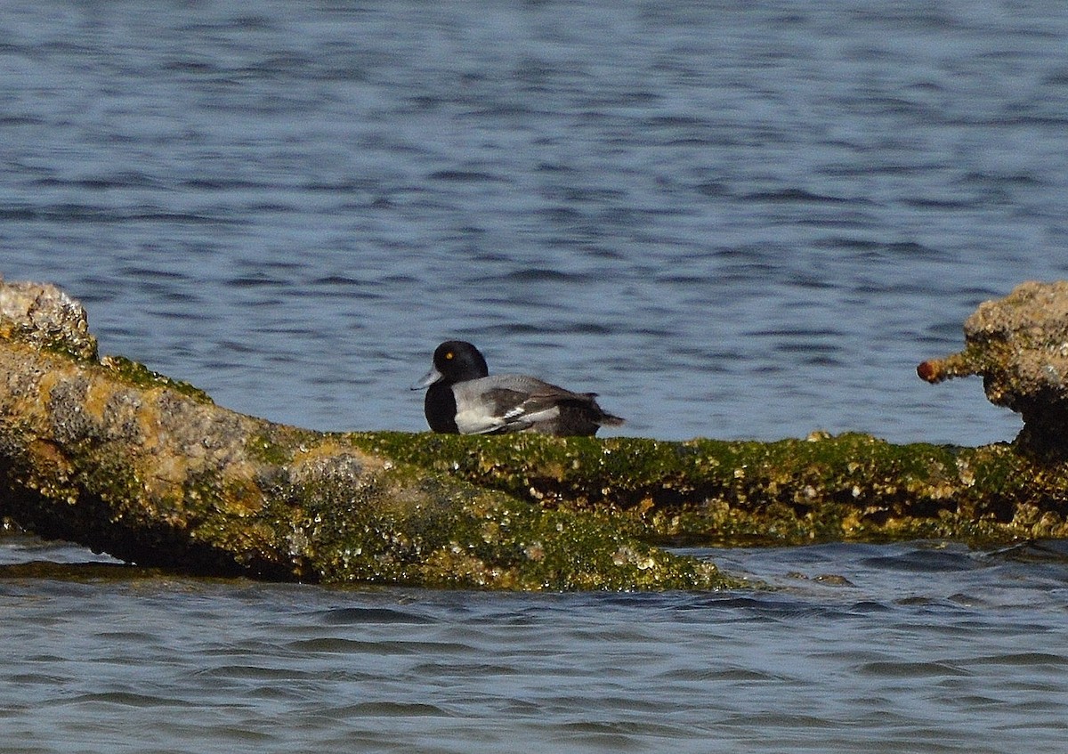 Greater Scaup - ML22493161