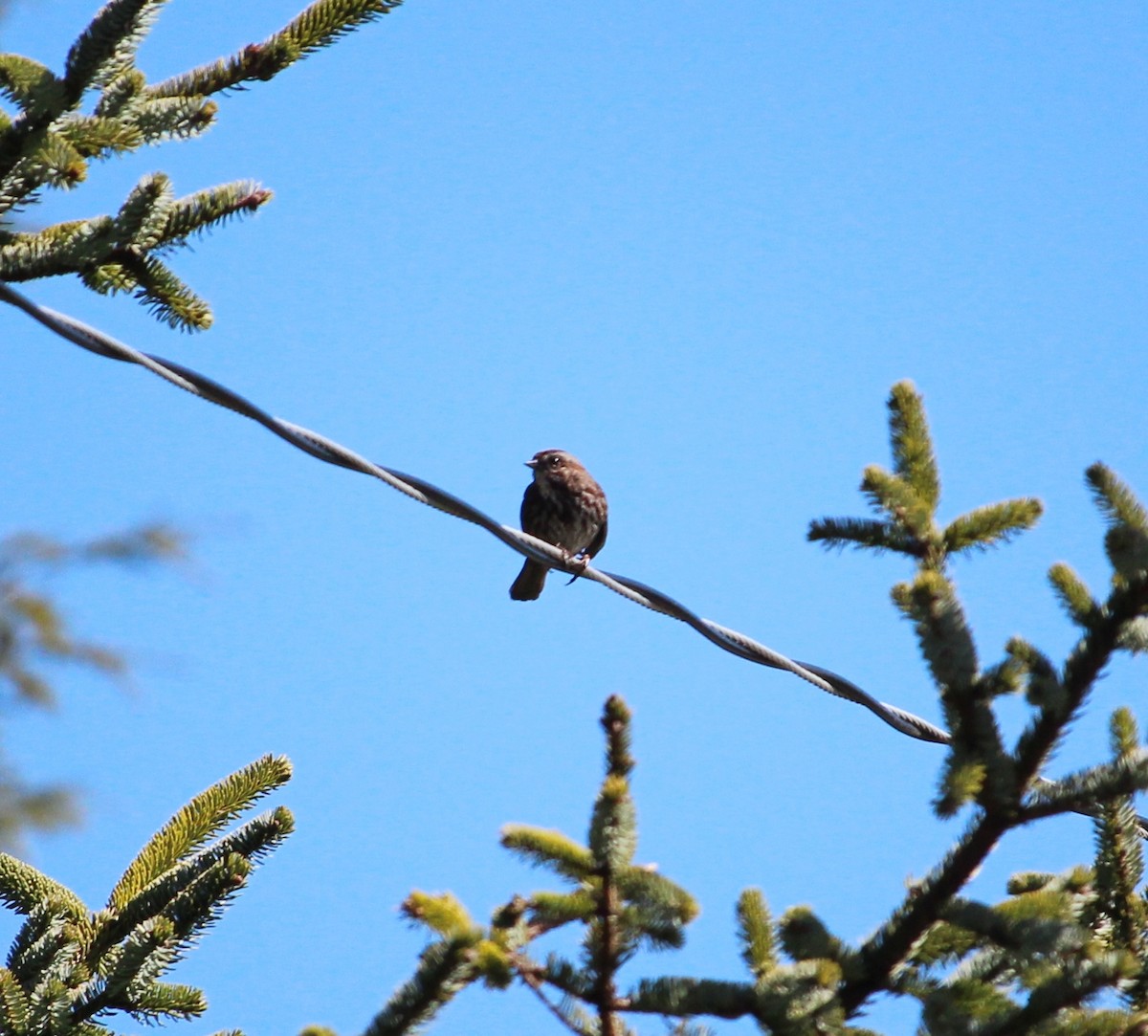 Song Sparrow (rufina Group) - ML224932391