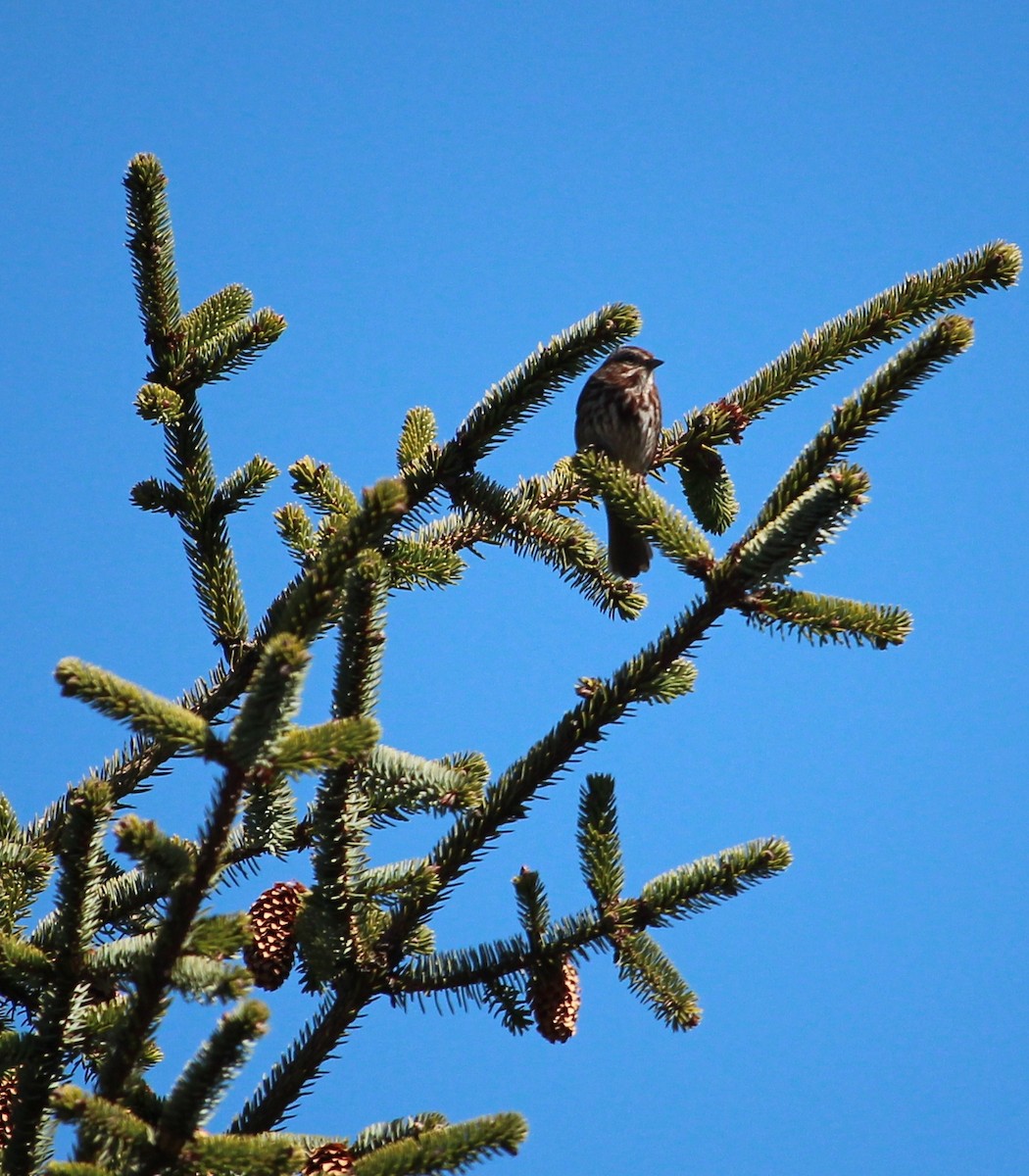 Song Sparrow (rufina Group) - Melissa Dougherty :)