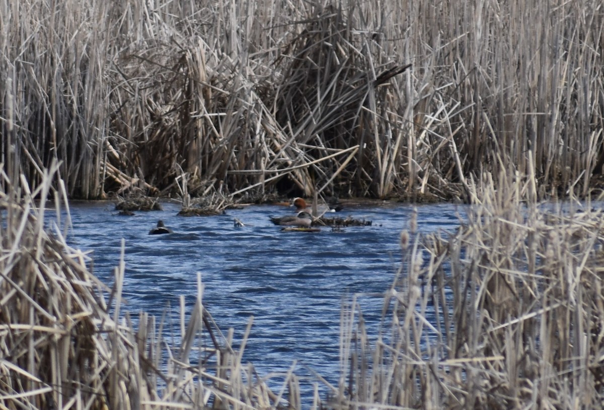 Eurasian Wigeon - ML224933171