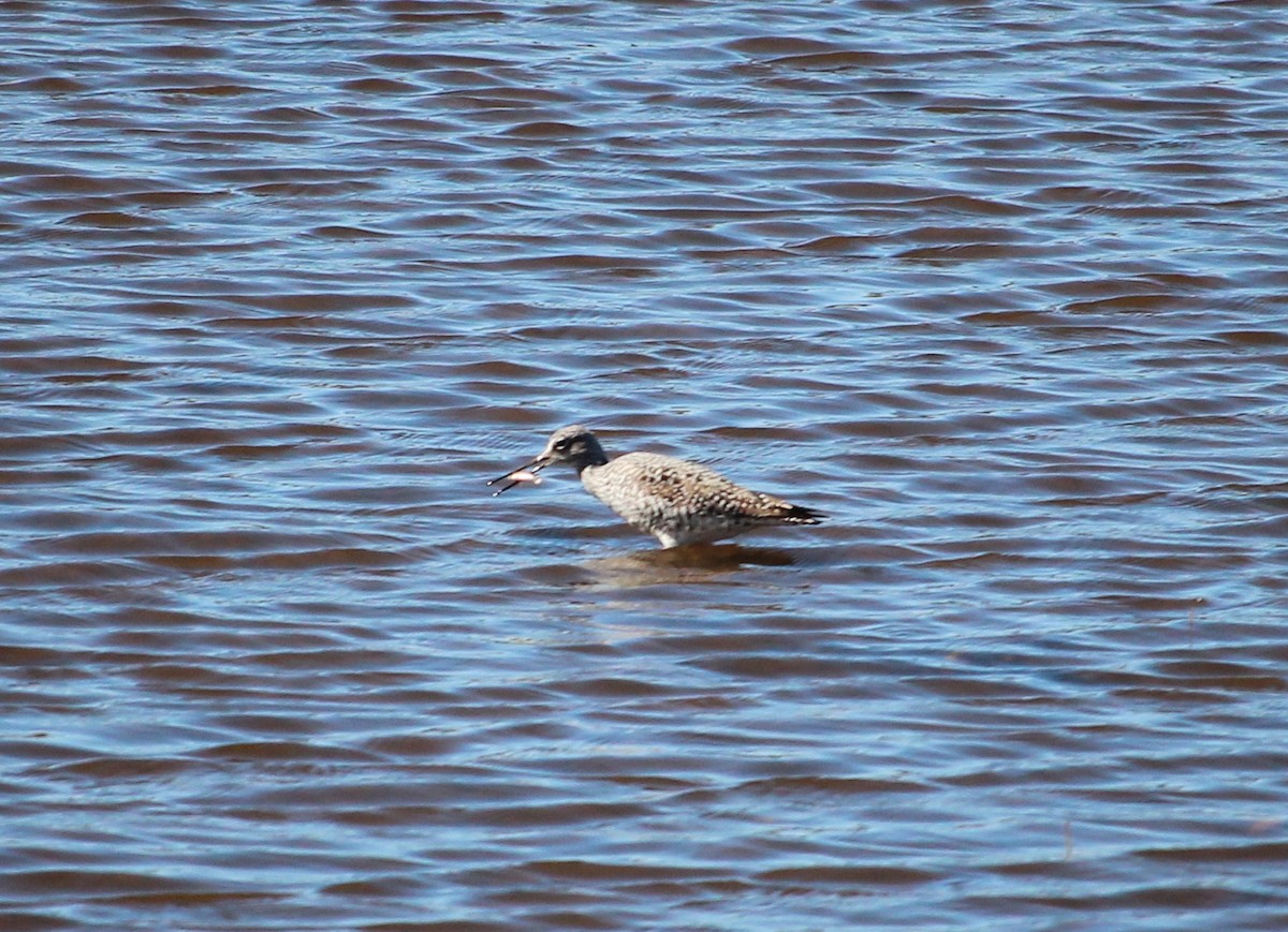 Greater Yellowlegs - ML224933721