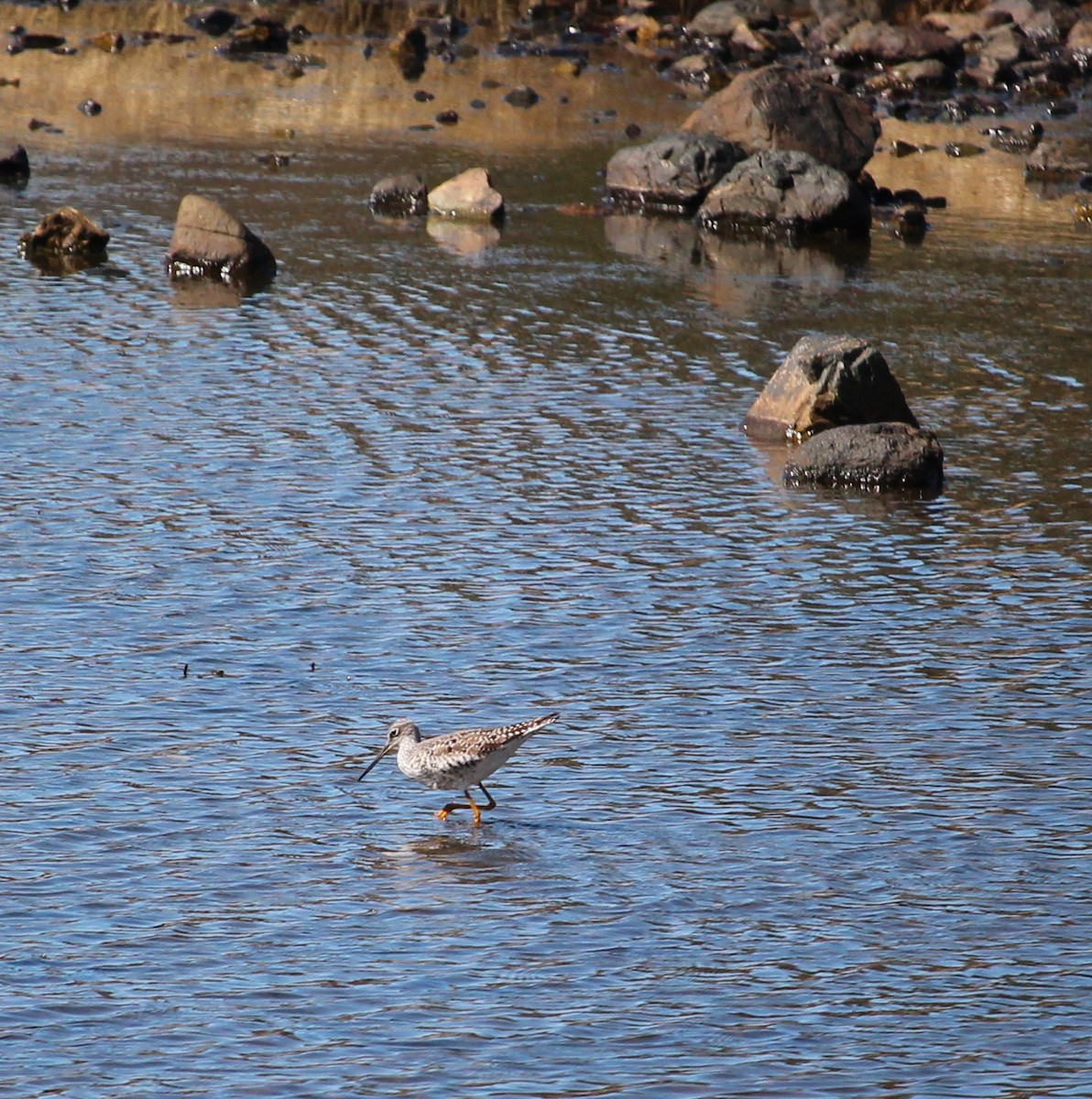 Greater Yellowlegs - ML224933861