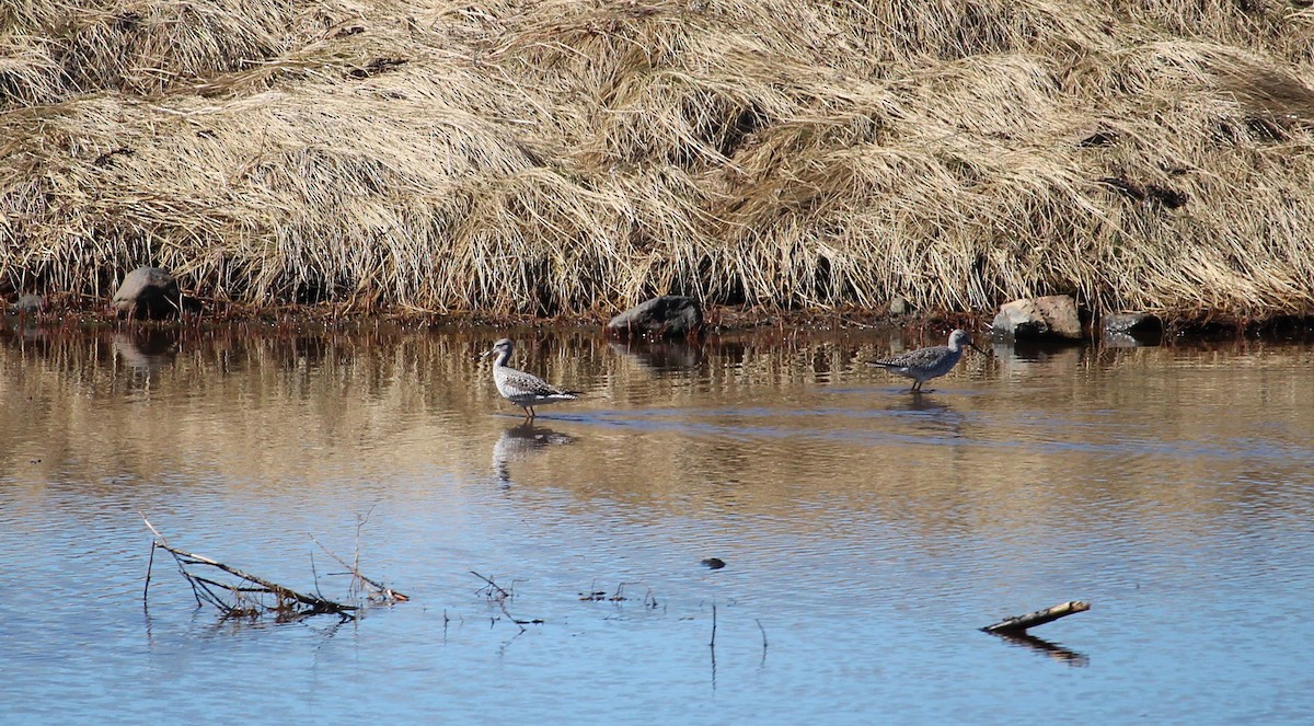 Greater Yellowlegs - Melissa Dougherty :)