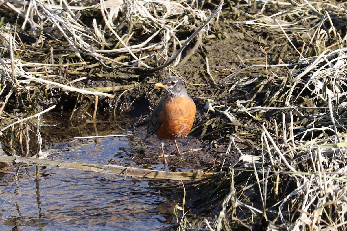 American Robin - ML224935561