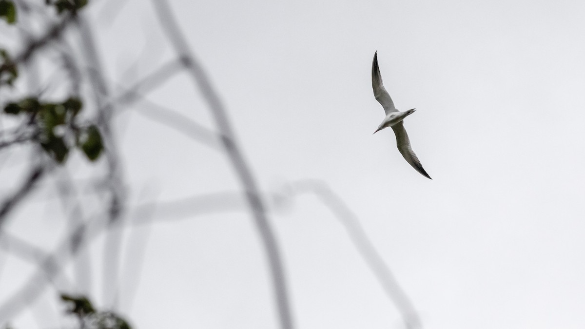 Caspian Tern - ML224936891