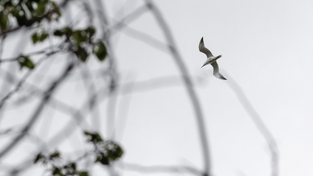 Caspian Tern - ML224936961