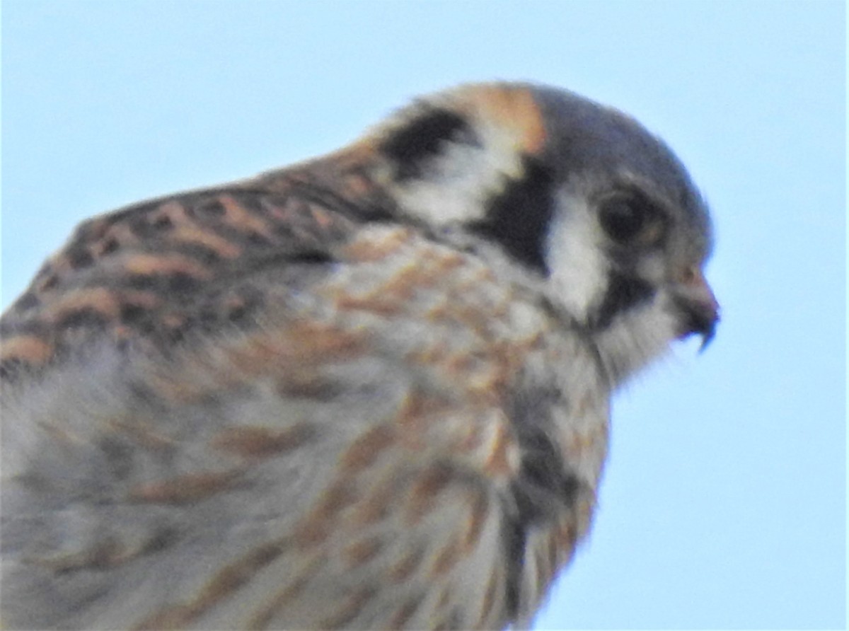 American Kestrel - Lucio 'Luc' Fazio