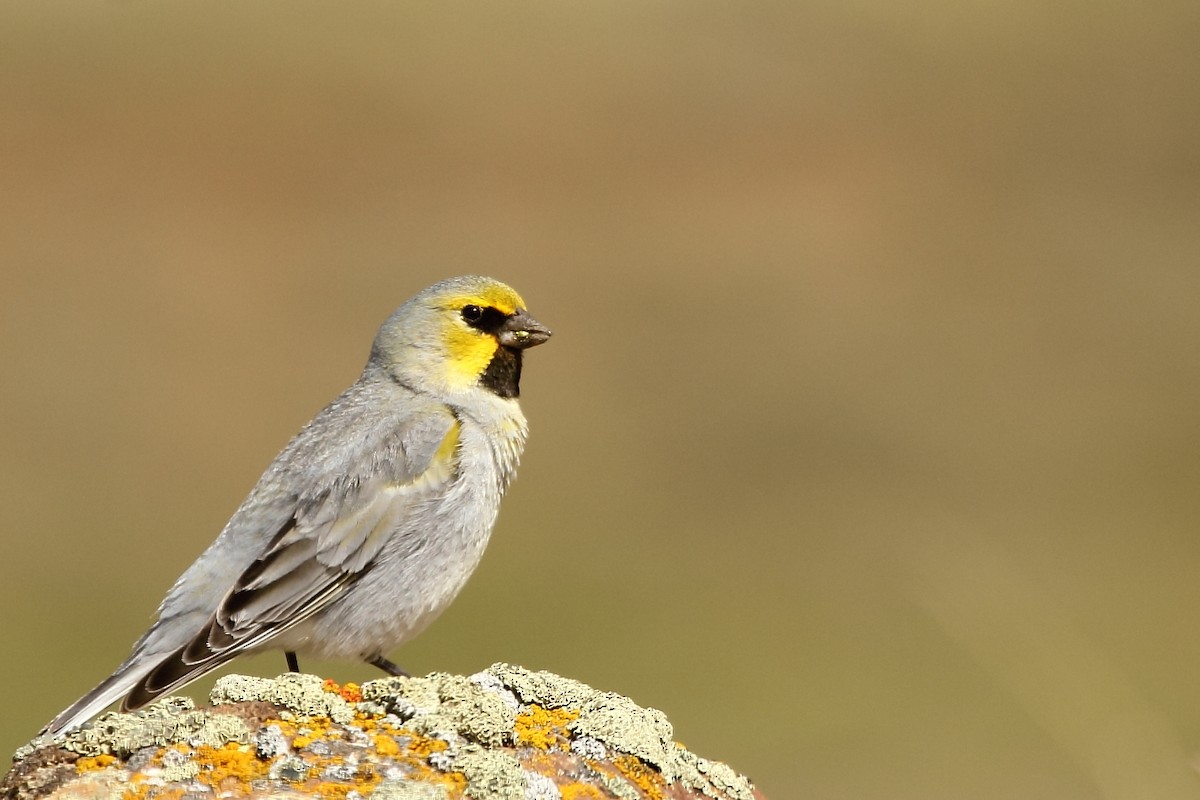 Yellow-bridled Finch - Pablo Andrés Cáceres Contreras