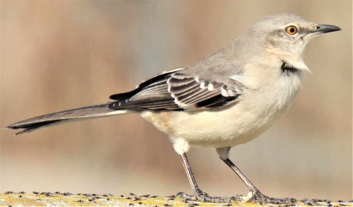 Northern Mockingbird - Lucio 'Luc' Fazio