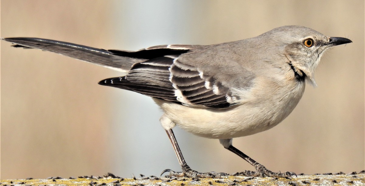 Northern Mockingbird - Lucio 'Luc' Fazio
