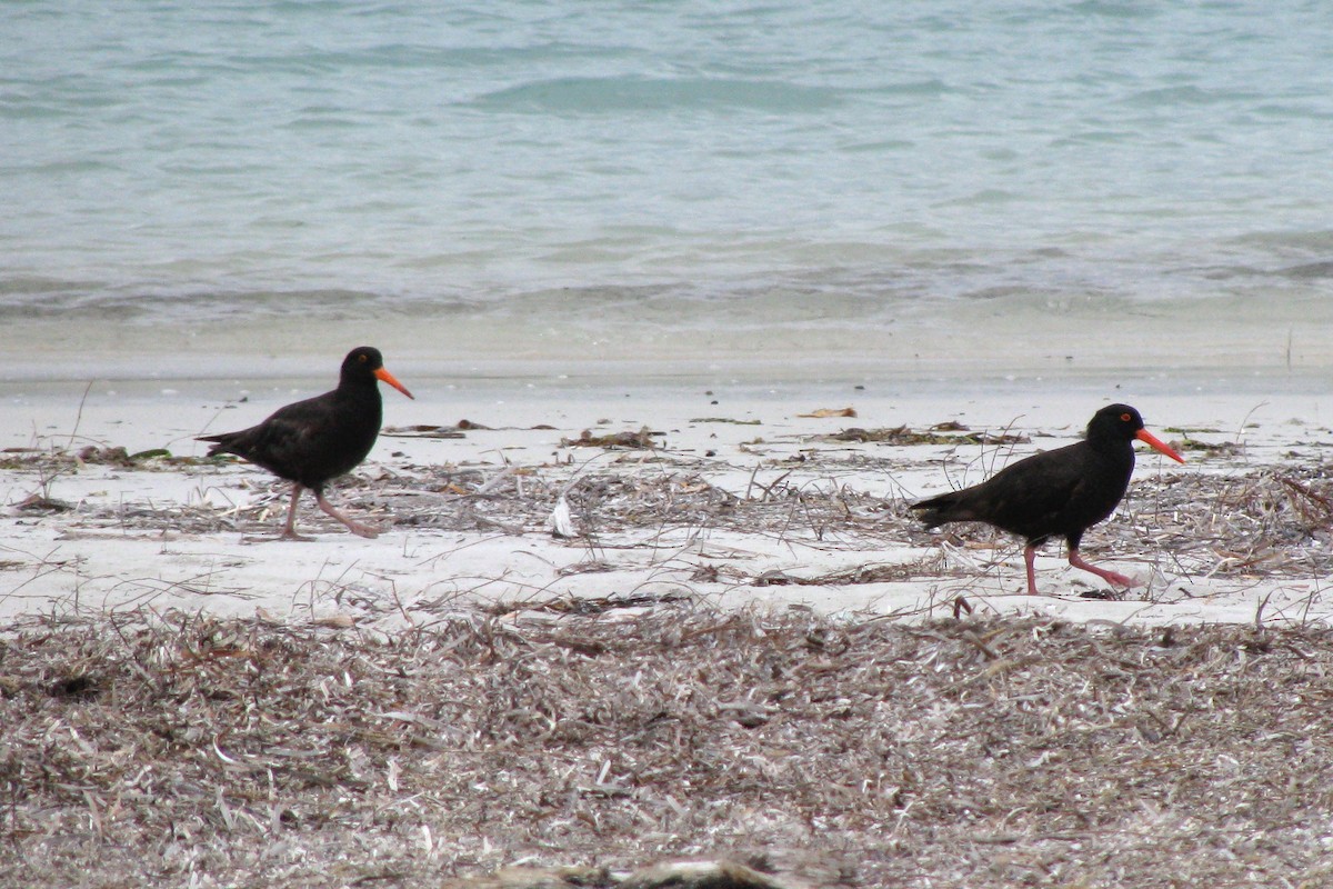 Sooty Oystercatcher - Ann Haverstock